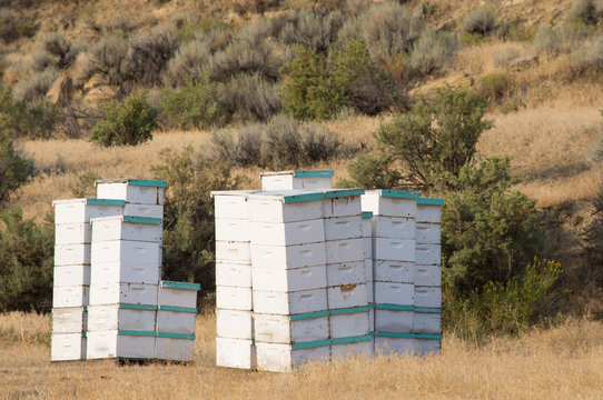 Stacks of multiple wooden Bee Hives painted white and aquamarine in a field with dried grass and sagebrush.
