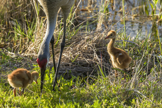 Sandhill Crane parant with two baby chicks