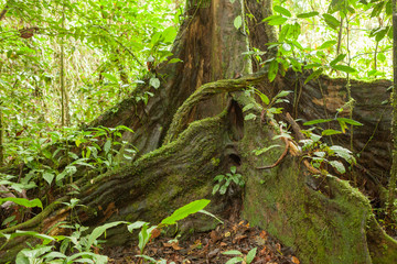 Buttress tree roots in rainforest