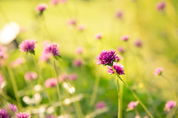 Gomphrena globosa or Fireworks flower. Violet flower in the hard sunlight.