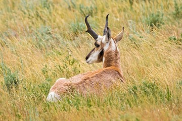 Pronghorn Sheep lying in grass