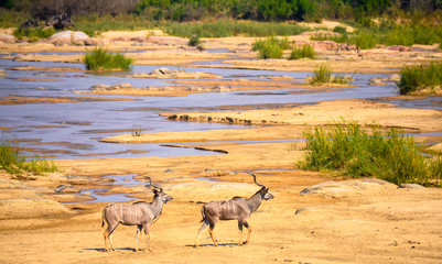 Antelope in valley