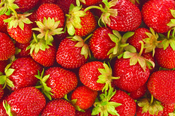 Background of ripe juicy organic farm strawberries with green