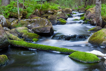 Obraz premium Small stream in mixed forest