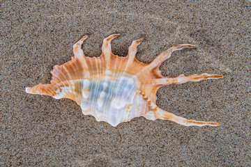 Fototapeta na wymiar Sea shell on the beach sand background.