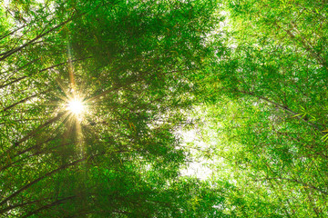 Fototapeta na wymiar Sunbeam from the sun shine pass through bamboo leaves in the daytime.