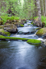 Small stream in mixed forest