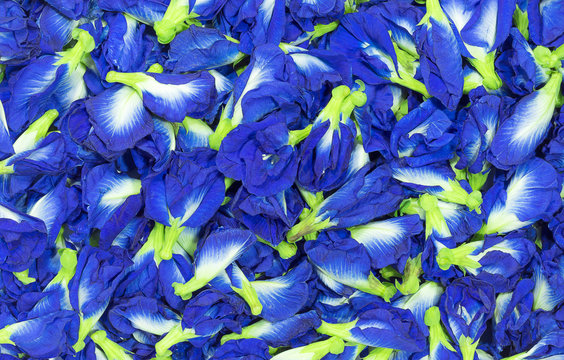 Top view of Clitoria ternatea L. or Pea flowers bright blue. For adoption as a background.