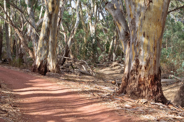 On the Wangara Lookout hike in the Flinders Ranges - Wilpena Pound, SA, Australia