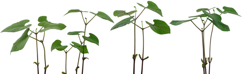 Bohnen Pflanzen Panorama