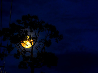 moon light and silhouette tree in the night