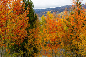 Obraz premium Orange, yellow, green, and brown trees during fall in Colorado