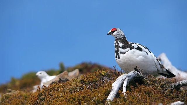 雌を見守るライチョウ雄(rock ptarmigan)