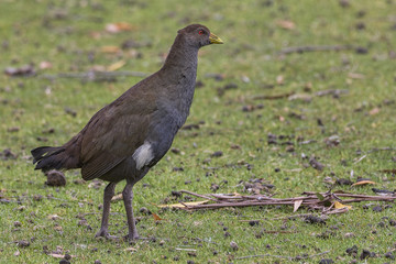 Fototapeta premium Tasmanian Native-hen (Tribonyx mortierii)