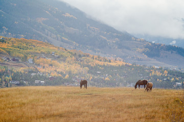 Fototapeta na wymiar Herd of horse in resort pasture during fall in Colorado