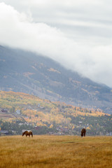 Herd of horse in resort pasture during fall in Colorado