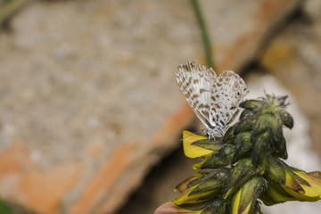Leptotes cassius butterfly feeding on flower