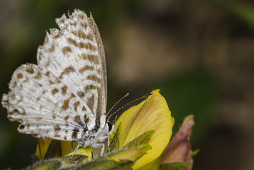 Leptotes cassius butterfly feeding on flower