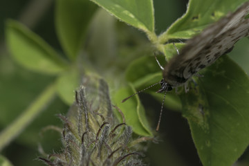 Leptotes cassius butterfly feeding on flower
