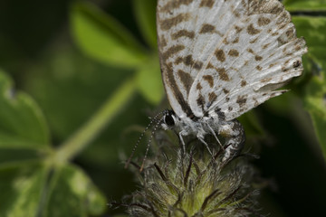 Leptotes cassius butterfly feeding on flower