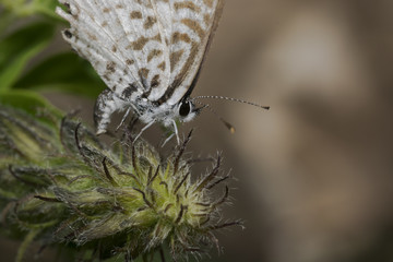 Leptotes cassius butterfly feeding on flower