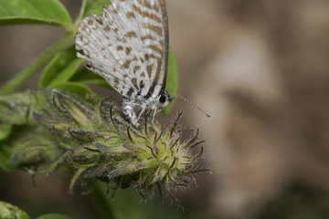 Leptotes cassius butterfly feeding on flower