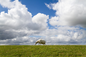 Obraz premium Sheep grazing on a green dike under a blue sky with white clouds