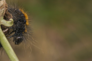 Black and orange stripped caterpillar on a plant branch