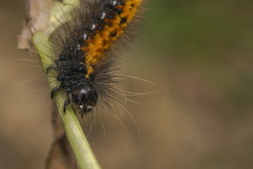 Black and orange stripped caterpillar on a plant branch