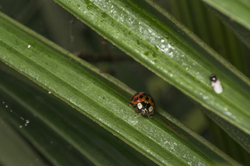 Orange ladybug with black dots wandering on some leaves
