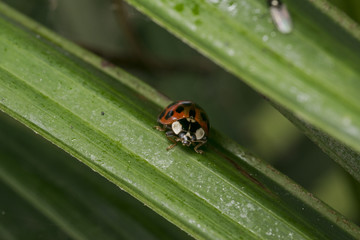 Orange ladybug with black dots wandering on some leaves