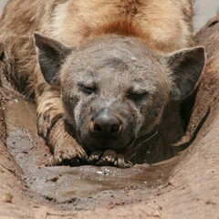 Hyena chilling in mud pit