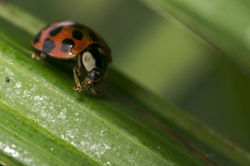 Orange ladybug with black dots cleaning itself on some leaves