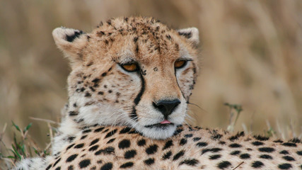Cheetah Mama