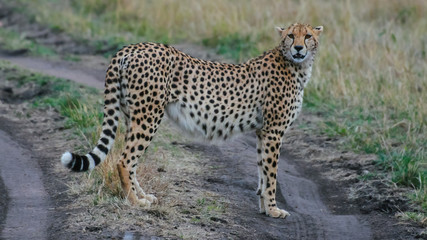 Cheetah mama