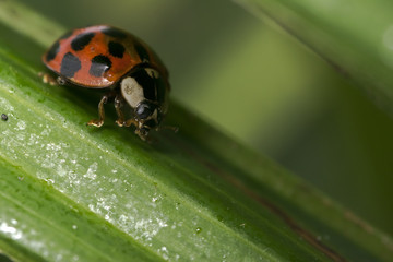 Orange ladybug with black dots cleaning itself on some leaves