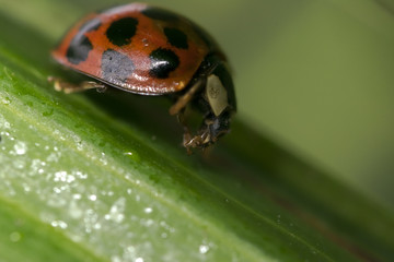 Orange ladybug with black dots cleaning itself on some leaves