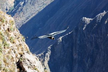 Condor