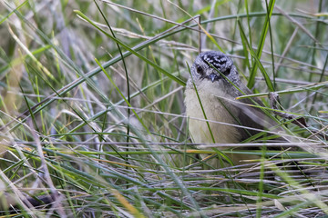 Obraz premium Yellow-rumped Thornbill (Acanthiza chrysorrhoa)