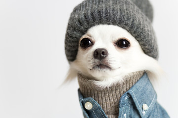 チワワの男のこ