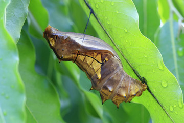 cocoon of a bird-wing butterflly