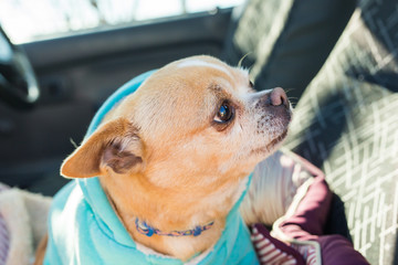 Chihuahua pet dog