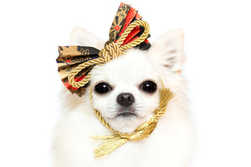 和飾りとチワワ