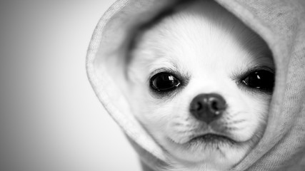 フードから覗くチワワ