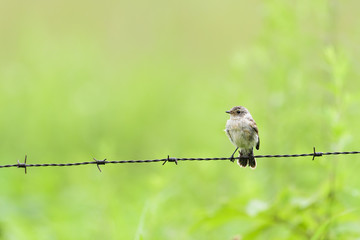 ノビタキ幼鳥(common stonechat)