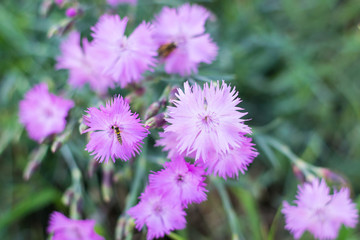 Obraz premium Bush of pink carnation in a garden with insects