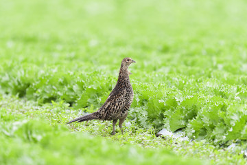 キジ雌(common Pheasant)