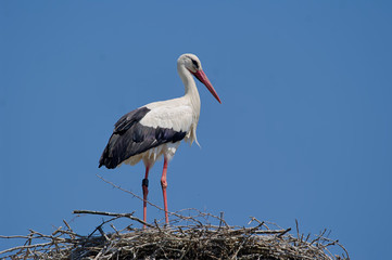 Weißstorch auf dem Nest