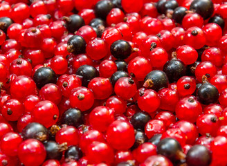Fresh berries as food background. Close up.