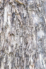 Obraz premium The texture of the bark of old trees.